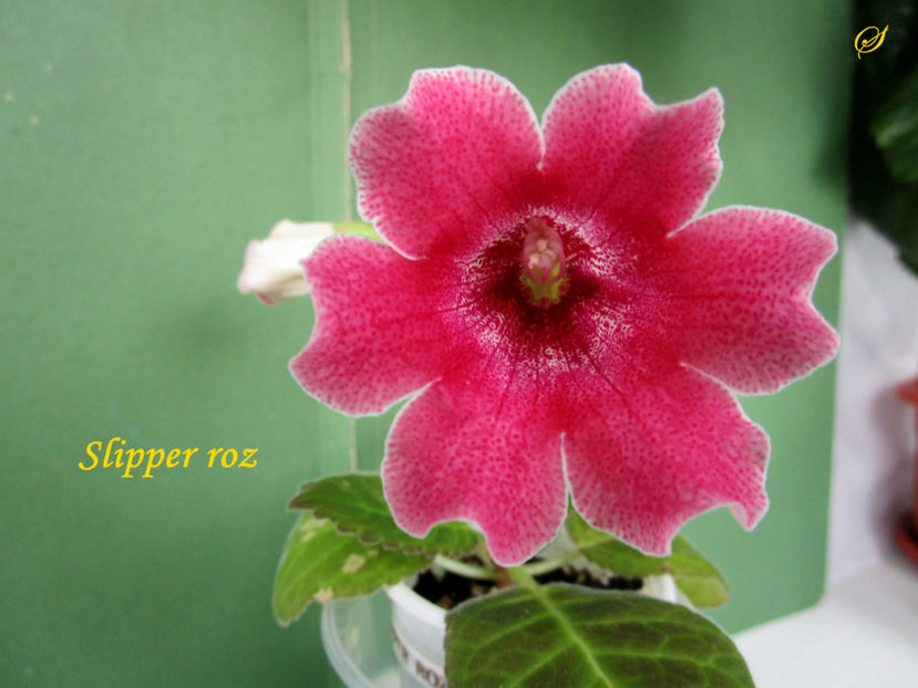 Slipper roz 1(30-05-2020) - Gloxinii 2020