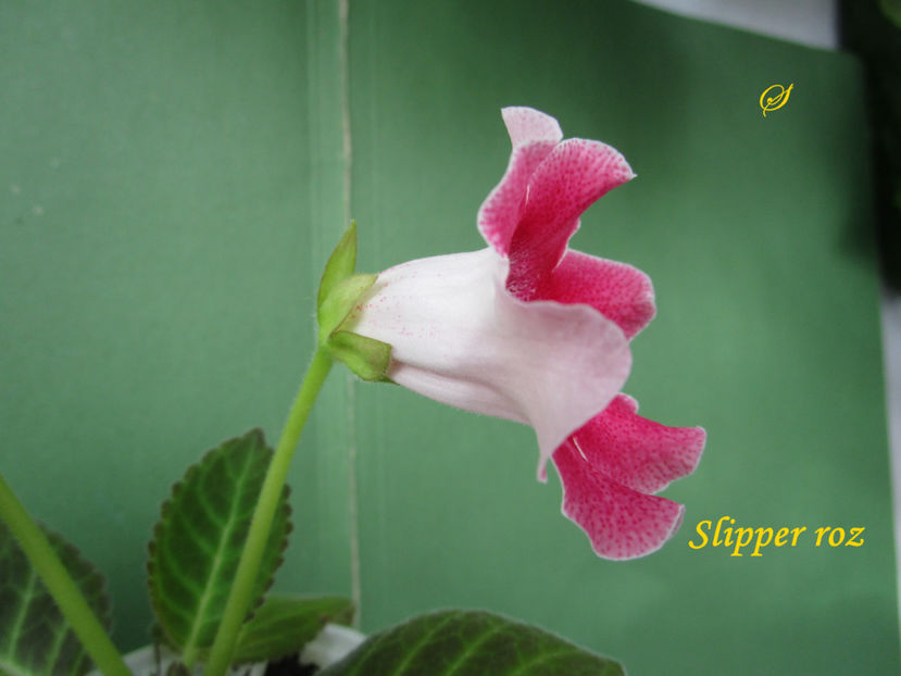 Slipper roz 3(30-05-2020) - Gloxinii 2020