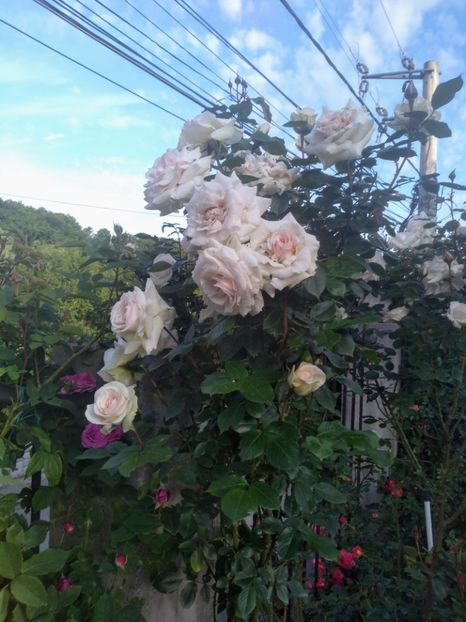 swan lake - Trandafiri 2020