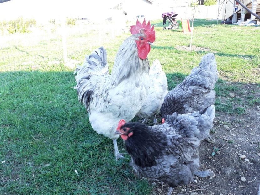  - d- Australorp 2020