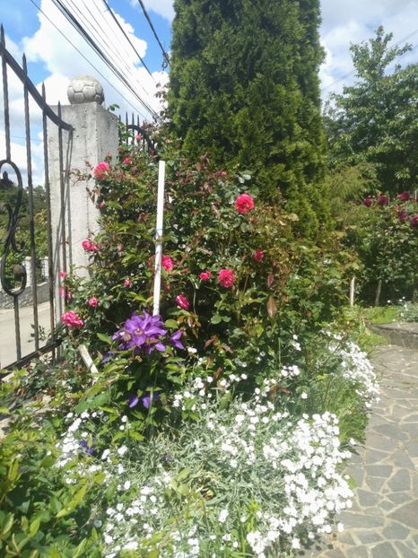  - Gradina mai 2020
