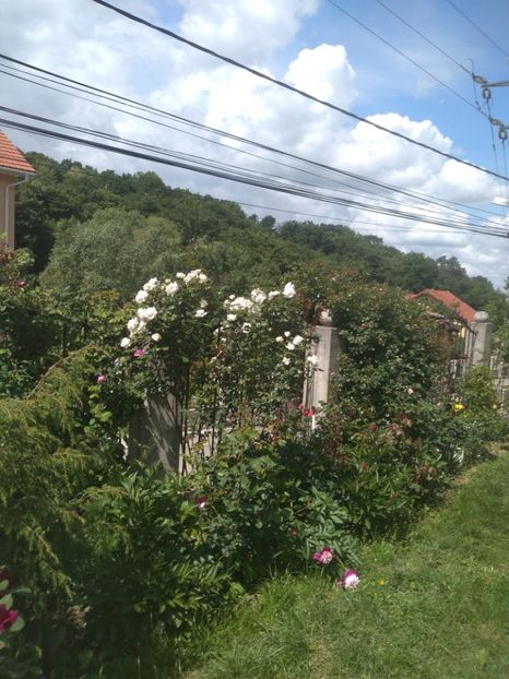  - Gradina mai 2020