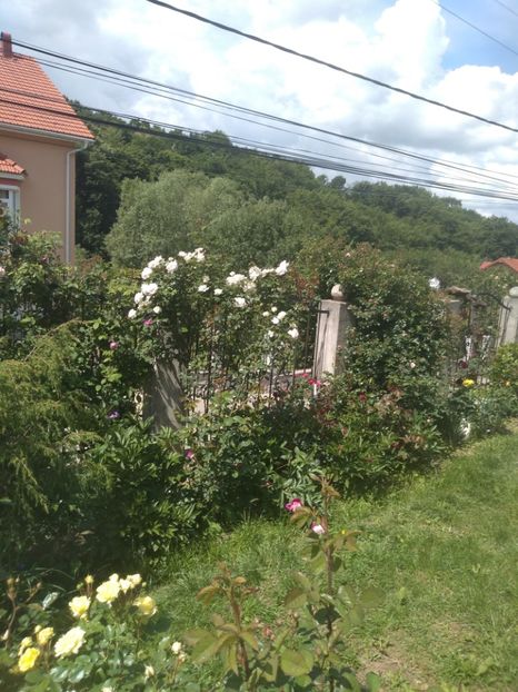  - Gradina mai 2020