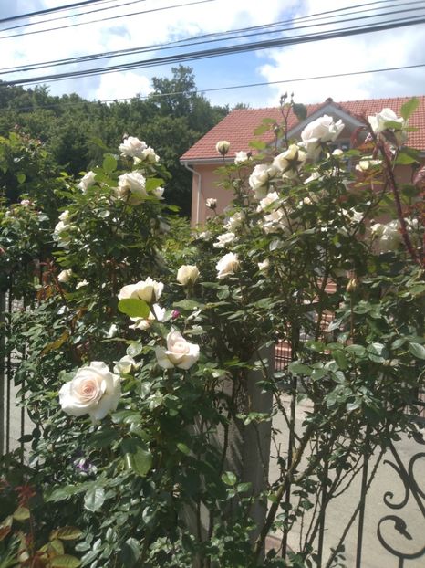  - Gradina mai 2020