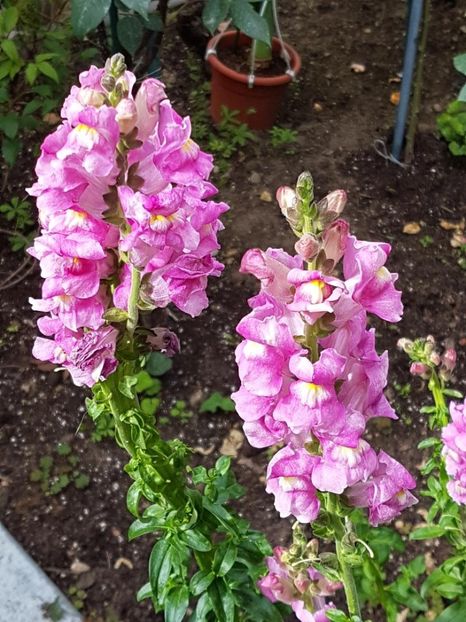 thumbnail - 2020-05-29T204504.039 - Gura leului