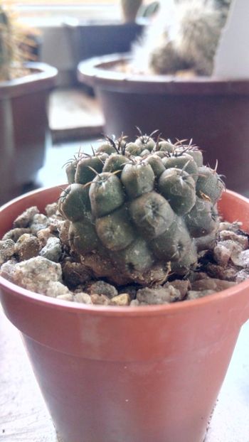 P. dimorphus KK63 - Pyrrhocactus--Eriosyce