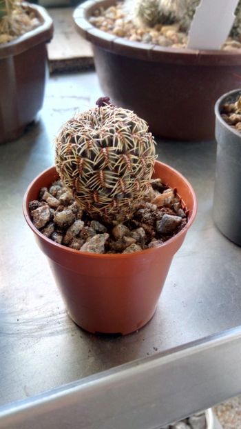 S. caniqueralii VS333 - Sulcorebutia