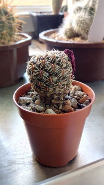 S. caniqueralii VS 333 - Sulcorebutia