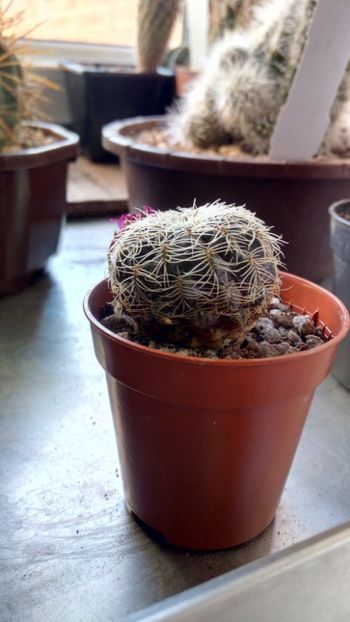 S. crispata LH 1484 - Sulcorebutia