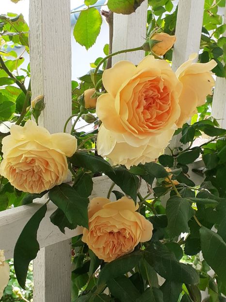  - Crown Princess Margareta 2020