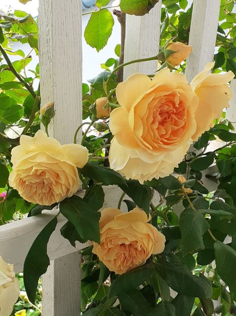  - Crown Princess Margareta 2020