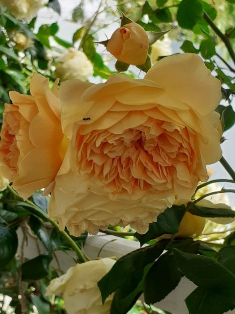  - Crown Princess Margareta 2020
