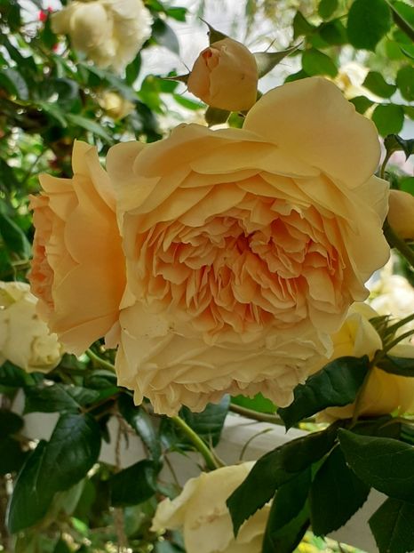  - Crown Princess Margareta 2020