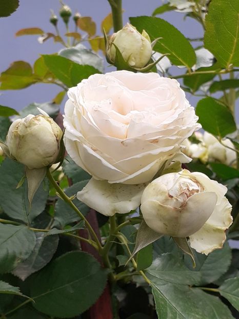  - Palais Royale 2020