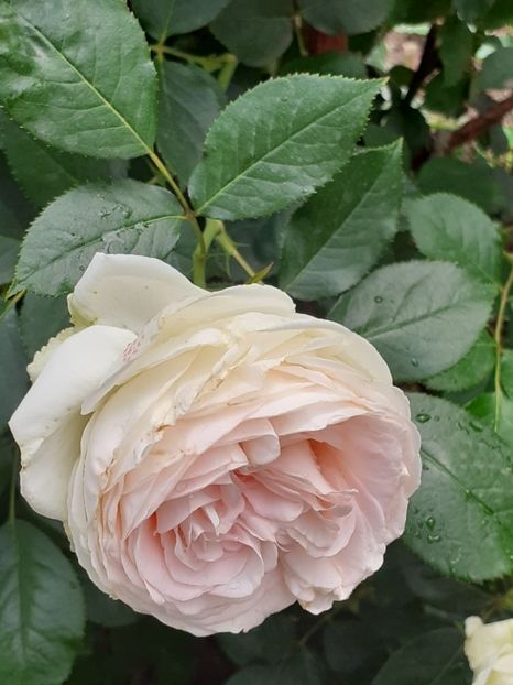  - Palais Royale 2020