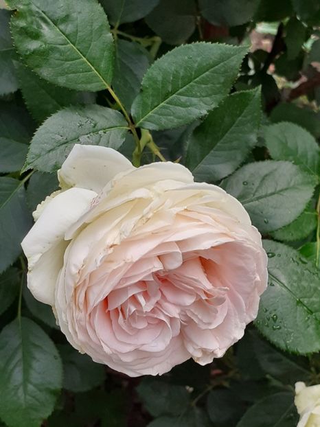  - Palais Royale 2020