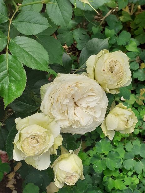  - Palais Royale 2020