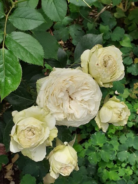  - Palais Royale 2020