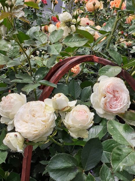  - Palais Royale 2020