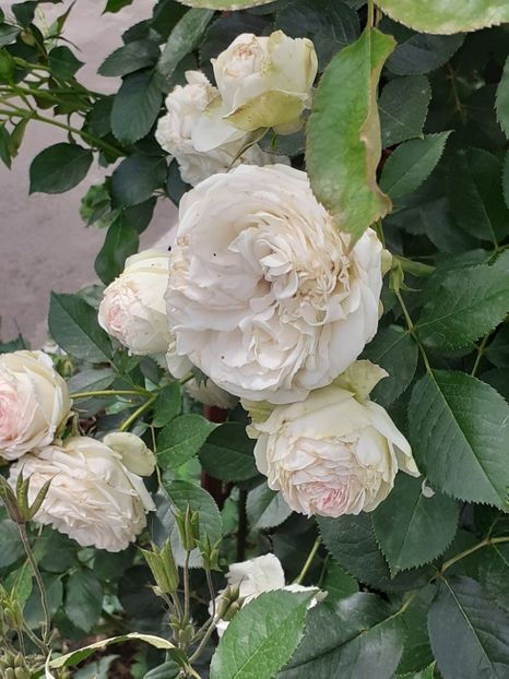  - Palais Royale 2020