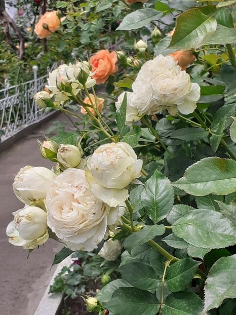  - Palais Royale 2020