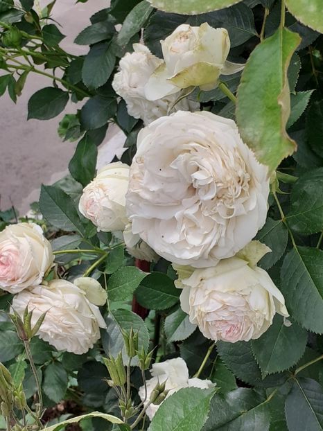  - Palais Royale 2020