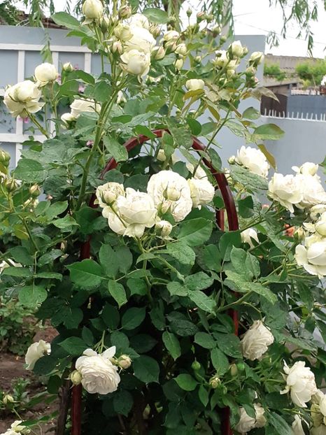  - Palais Royale 2020