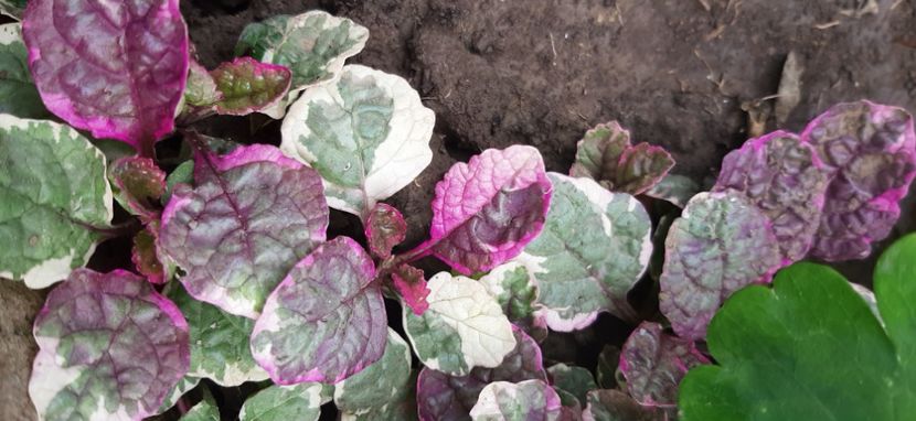  - Colectie de inceput