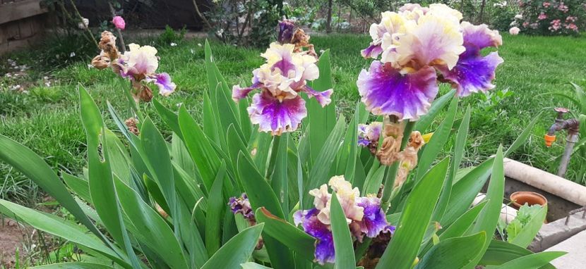  - Colectie de inceput