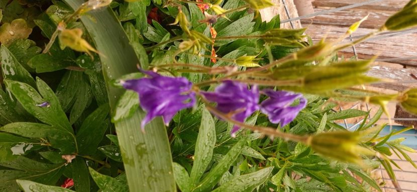  - Colectie de inceput