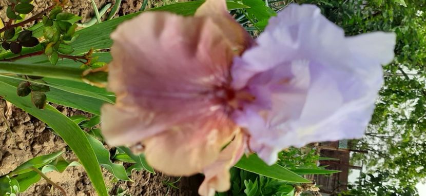  - Colectie de inceput