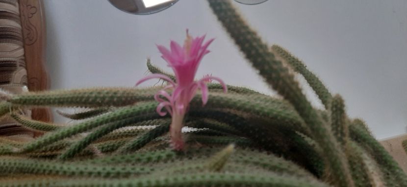  - Colectie de inceput