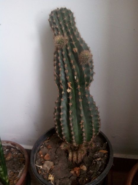 Numele? - CACTUS NECUNOSCUT