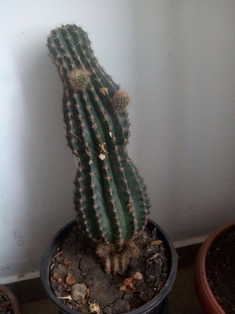 Numele? - CACTUS NECUNOSCUT