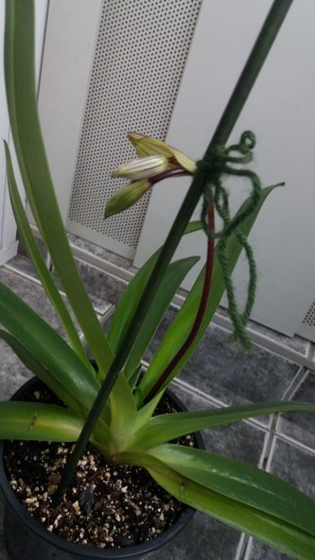 paphiopedilum "philippinense" - Orhidee_5_simpodiale fără pseudobulbi