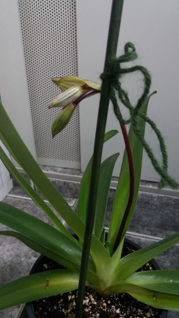 paphiopedilum "philippinense" - Orhidee_5_simpodiale fără pseudobulbi