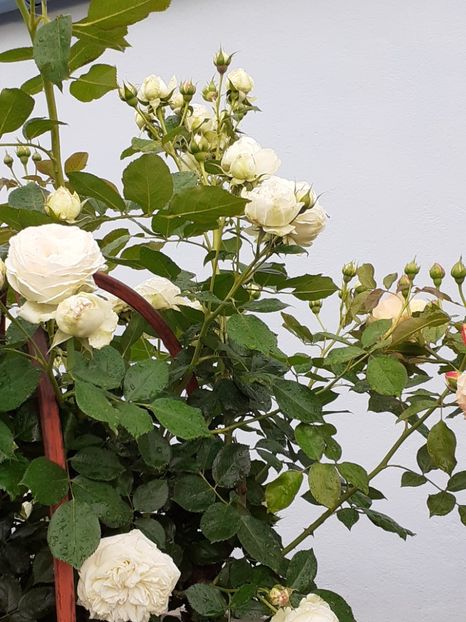  - Palais Royale 2020