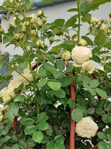  - Palais Royale 2020