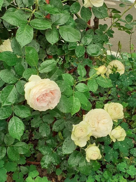  - Palais Royale 2020