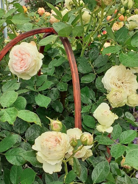  - Palais Royale 2020