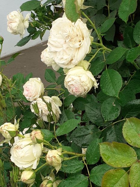  - Palais Royale 2020