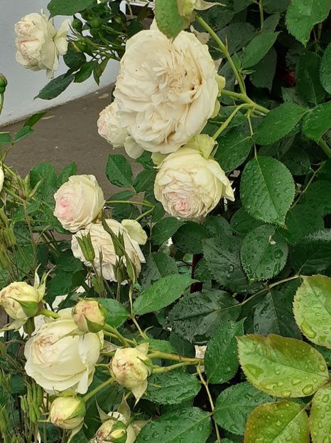  - Palais Royale 2020