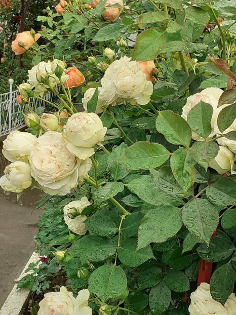  - Palais Royale 2020