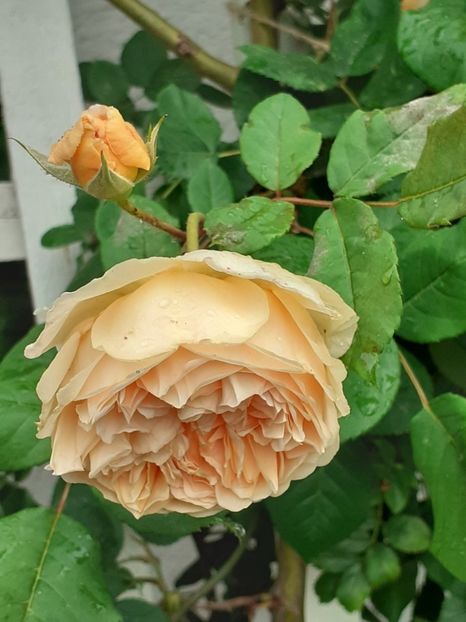  - Crown Princess Margareta 2020