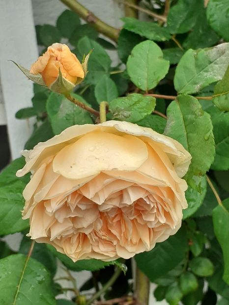  - Crown Princess Margareta 2020