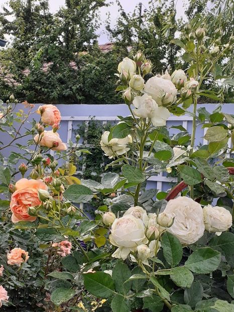  - Palais Royale 2020