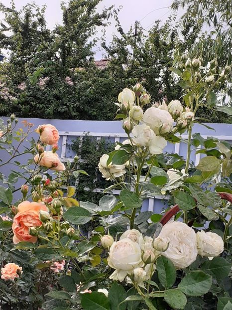  - Palais Royale 2020