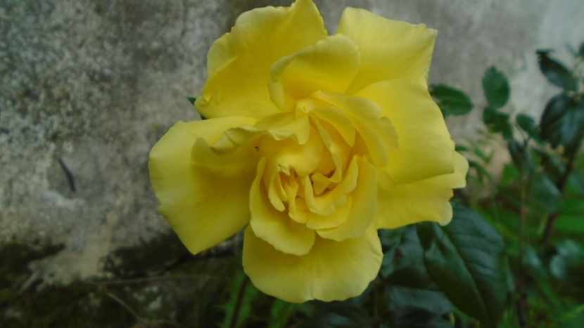 Trandafiri - Primavara 2020