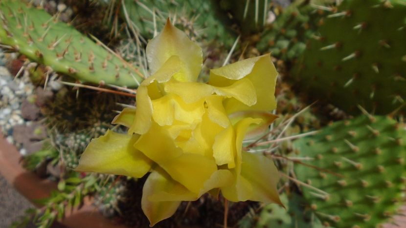Opuntia phaeacantha - Primavara 2020