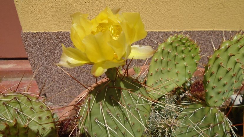 Opuntia phaeacantha - Primavara 2020